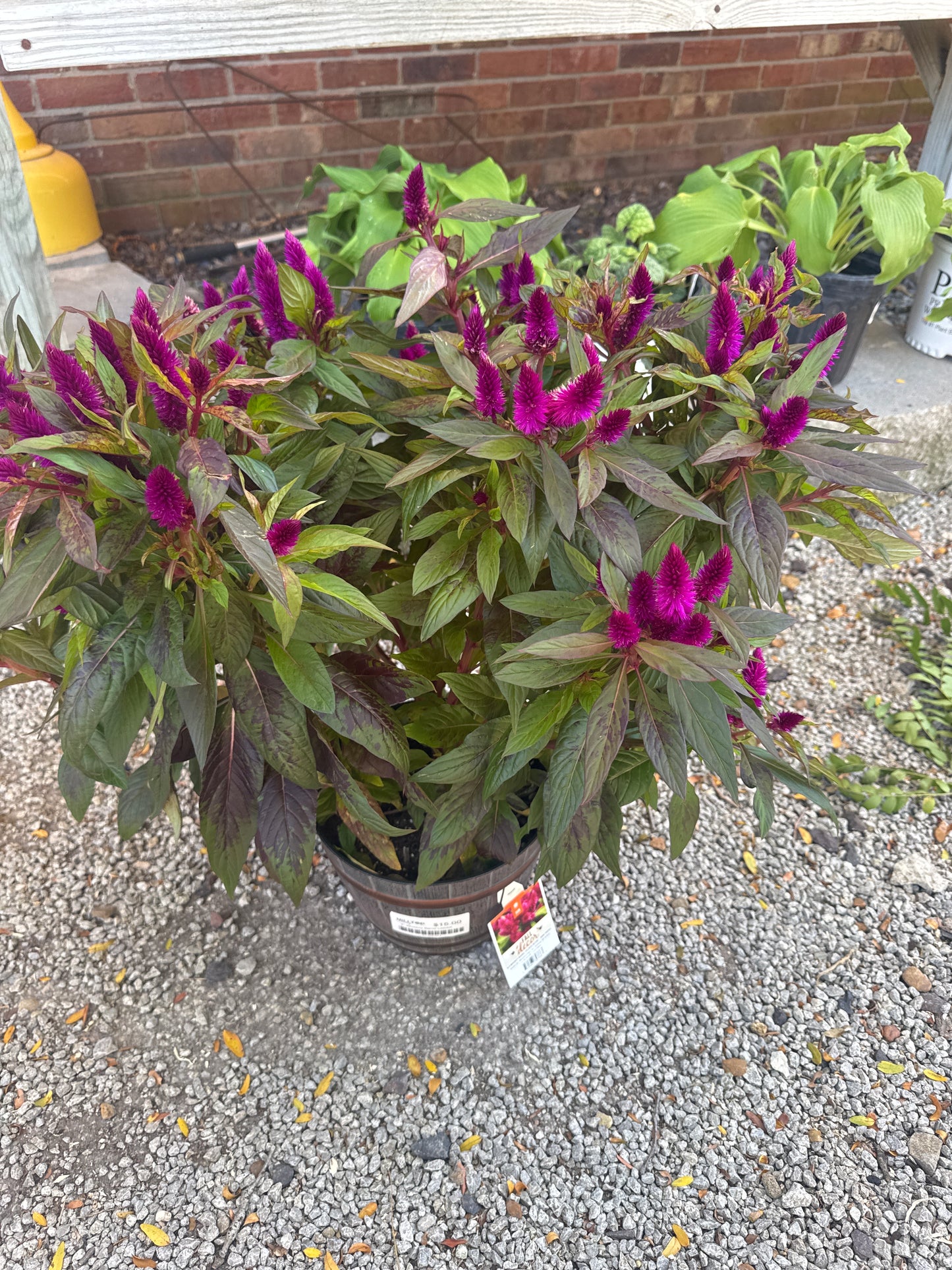 8" Whiskey Barrel Celosia
