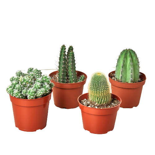 Cactus 4"