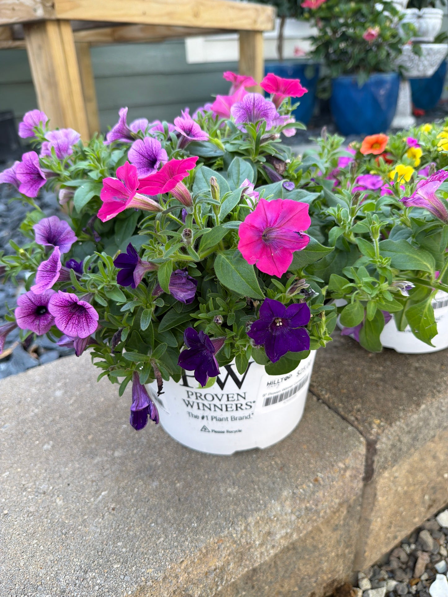 8" Proven Winner Containers