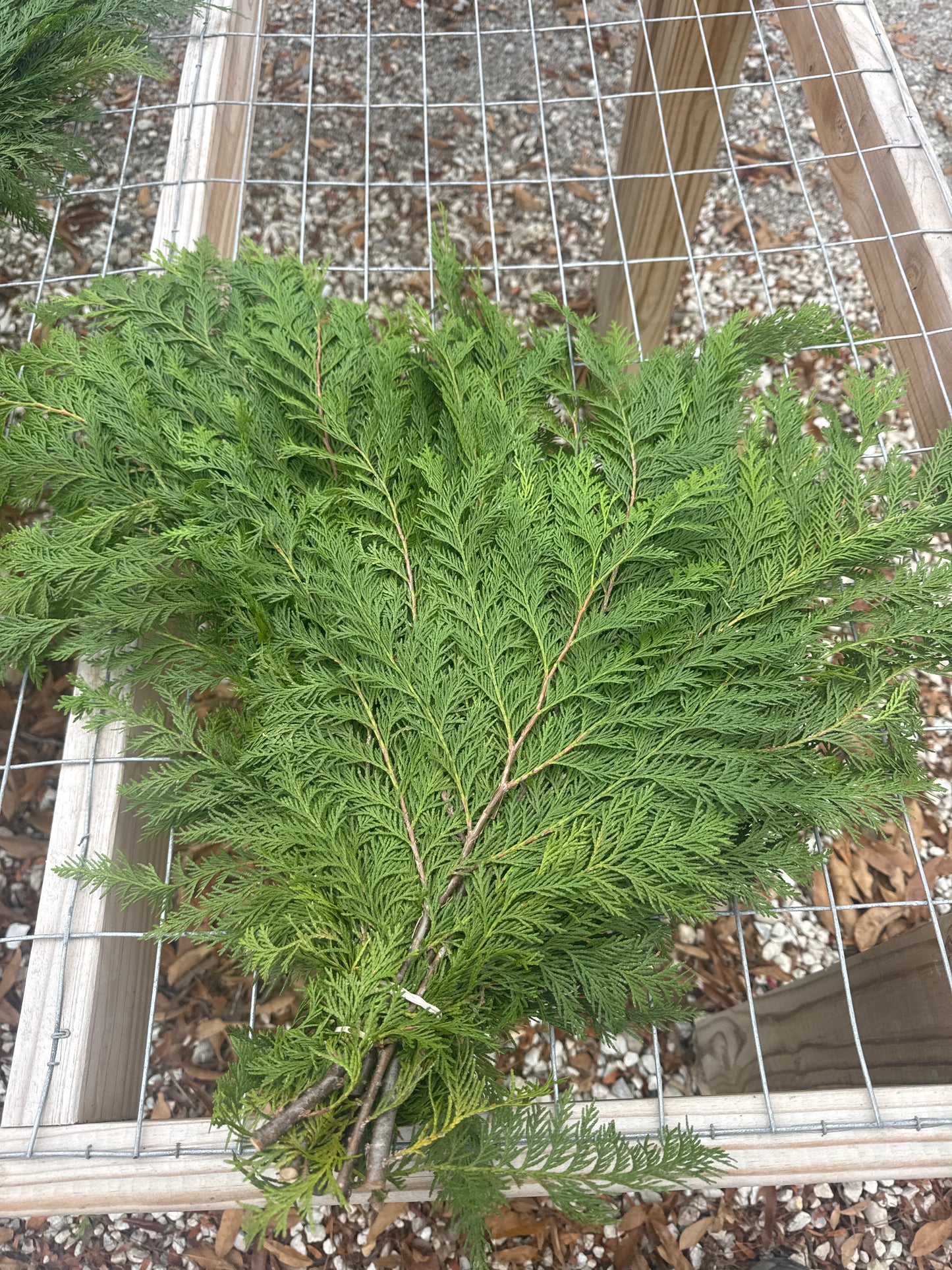 Port Orford Cedar Greenery