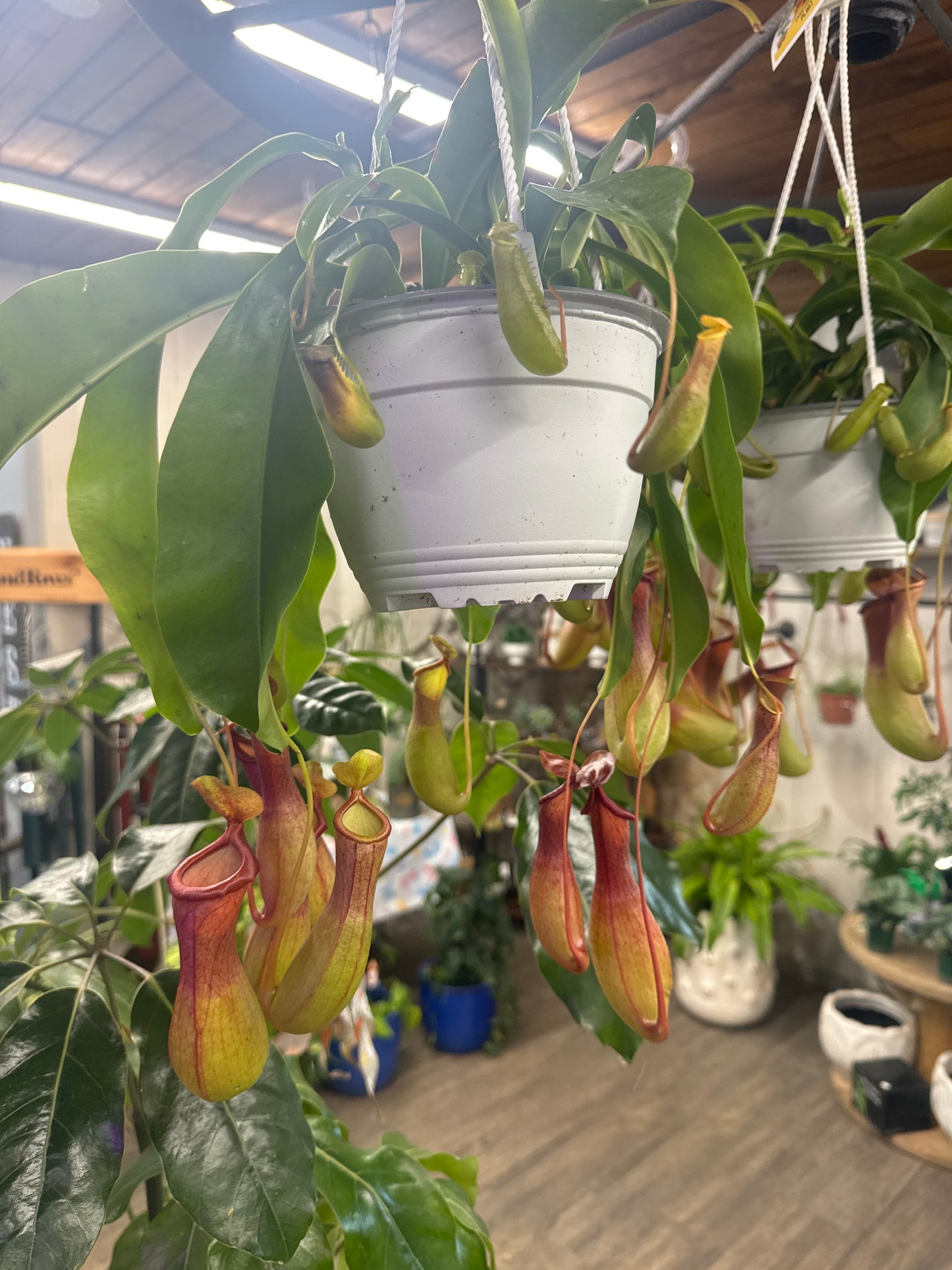 Pitcher Plant