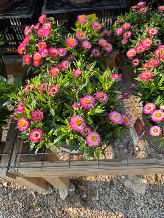 8" Whiskey Barrel Bracteantha