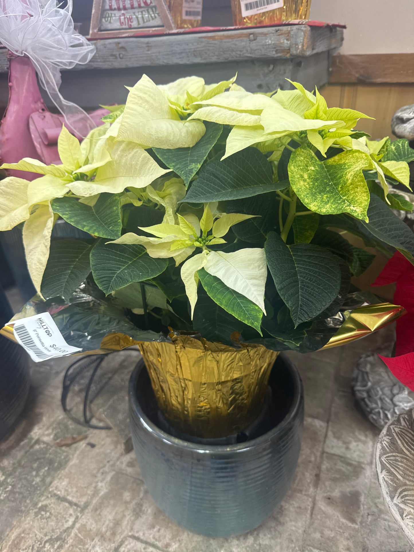 9" Poinsettia White