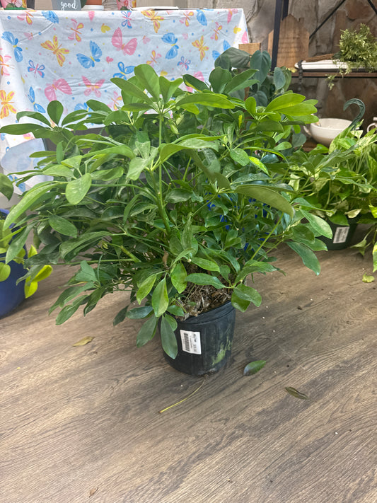 Varigated Schefflera
