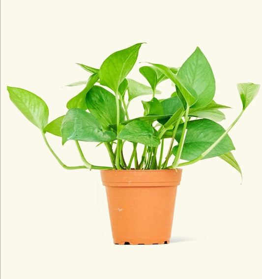 6" Pothos 'Jade'