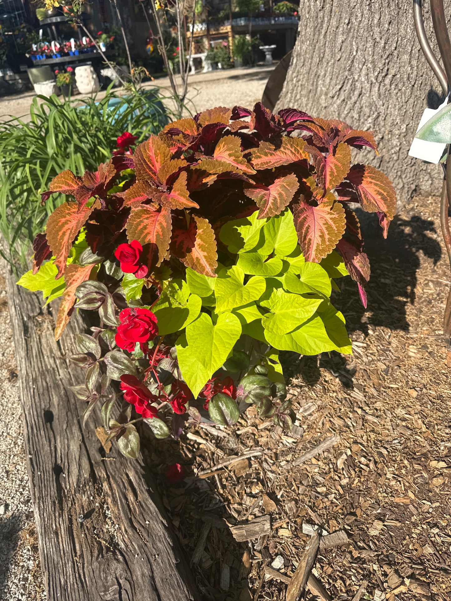 14" Patio Planter