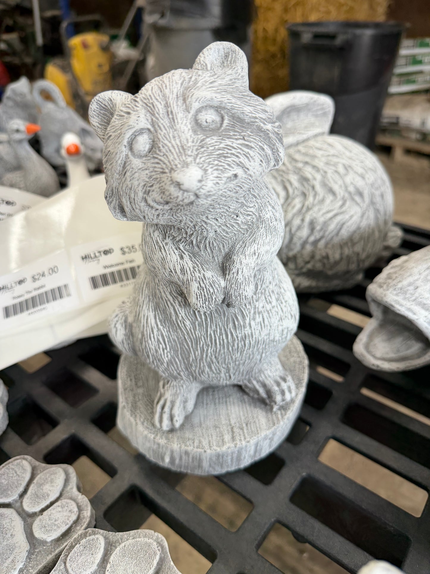 Upright Raccoon