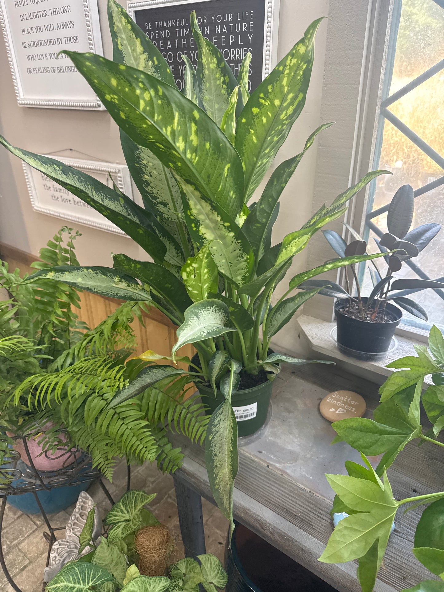 Dieffenbachia Hybrid