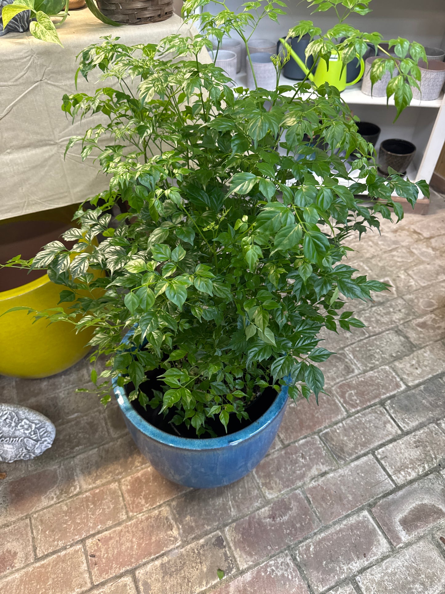 8" Radar (China Doll)