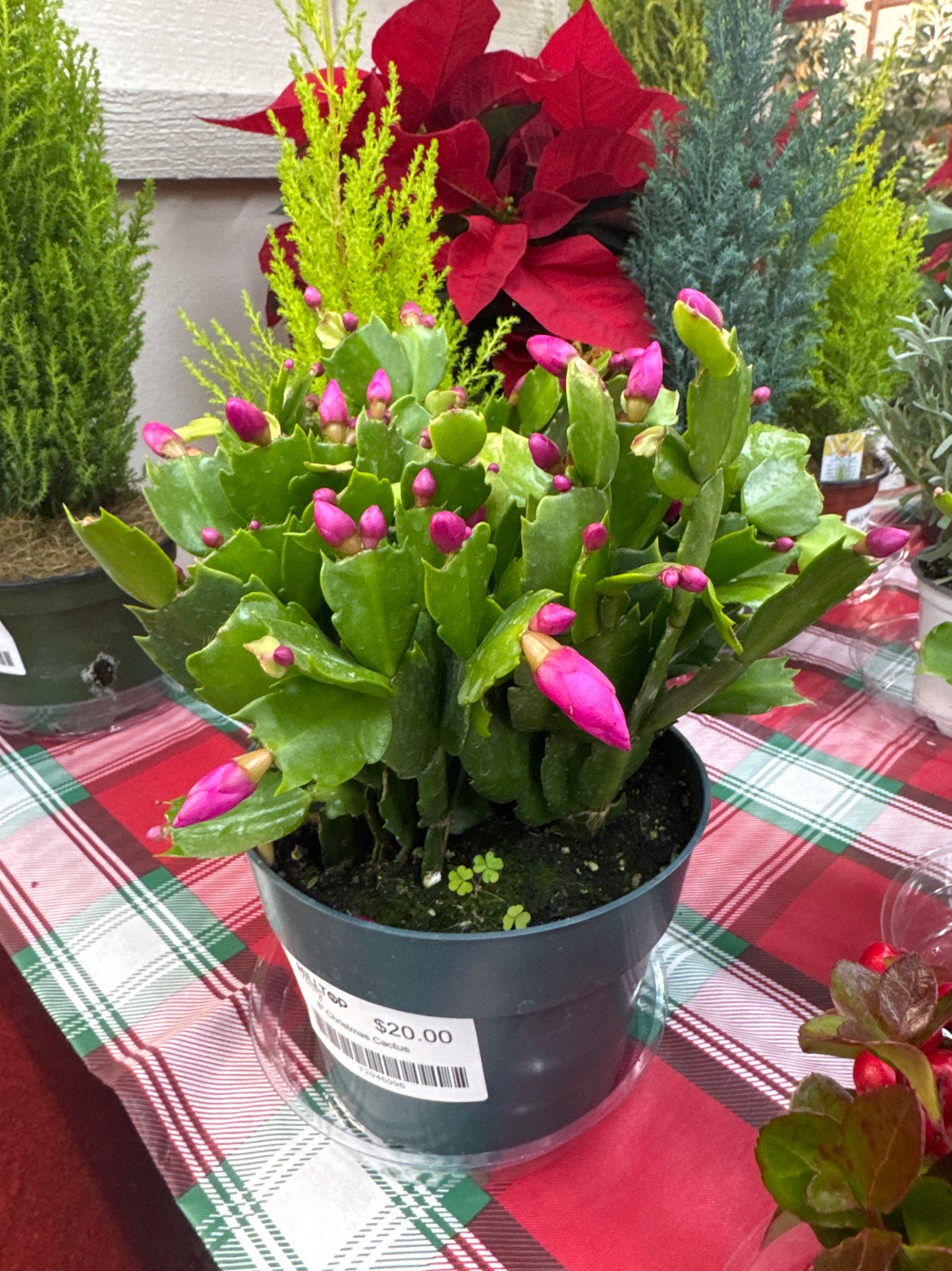 6" Christmas Cactus