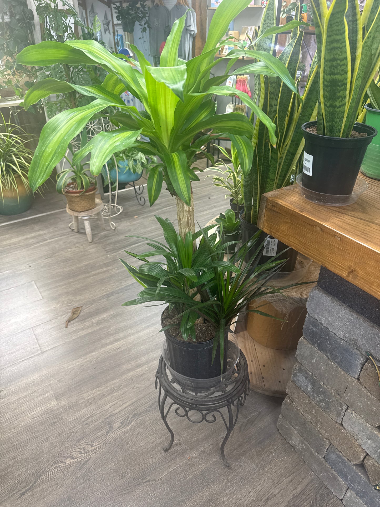 8" Dracaena Mass Cane Combo