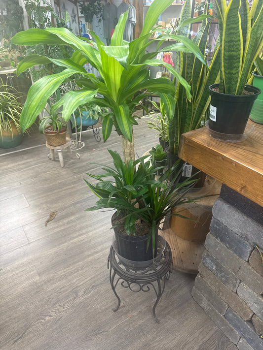 8" Dracaena Mass Cane Combo