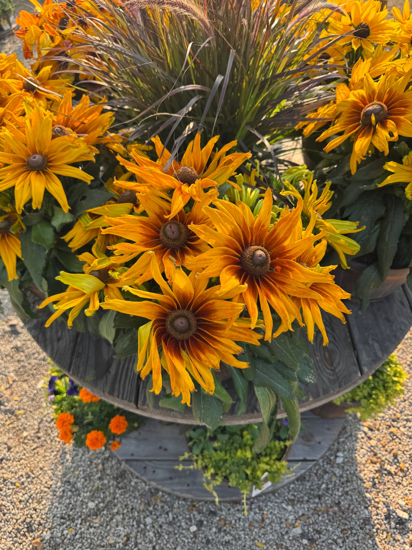 8" Whiskey Barrel Echibeckia