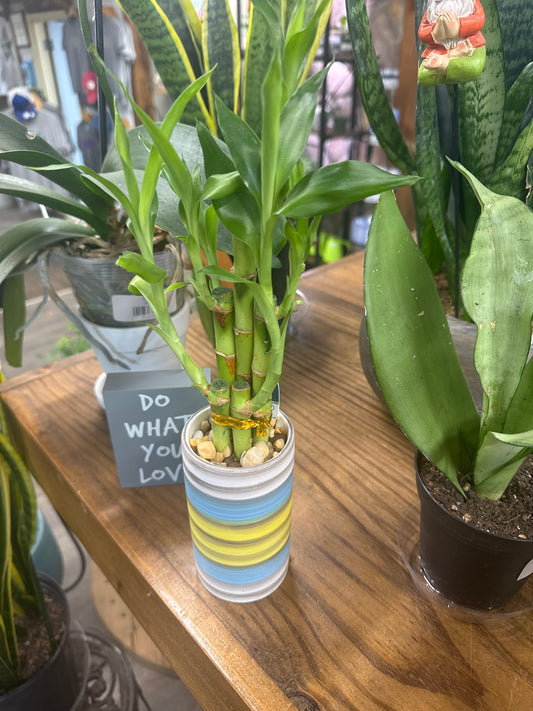 4" Lucky Bamboo
