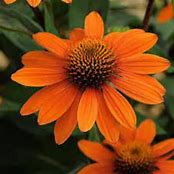 Echinacea 'Sombrero 'Adobe Orange' #1
