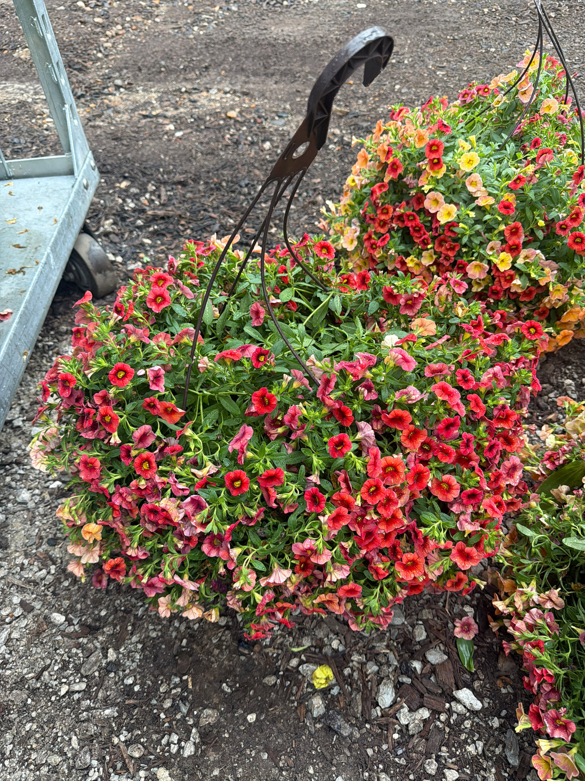 12" Fall Hanging Basket