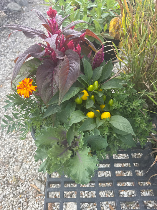 13" Fall Combo Planter