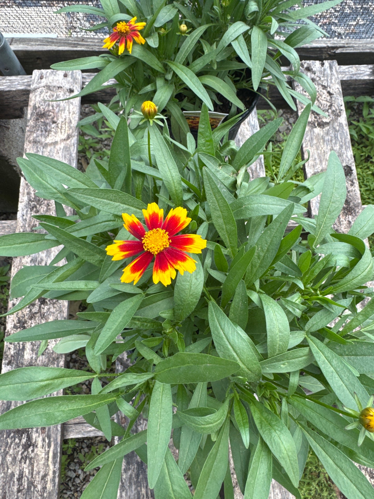 Coreopsis UpTick Gold & Bronze #1