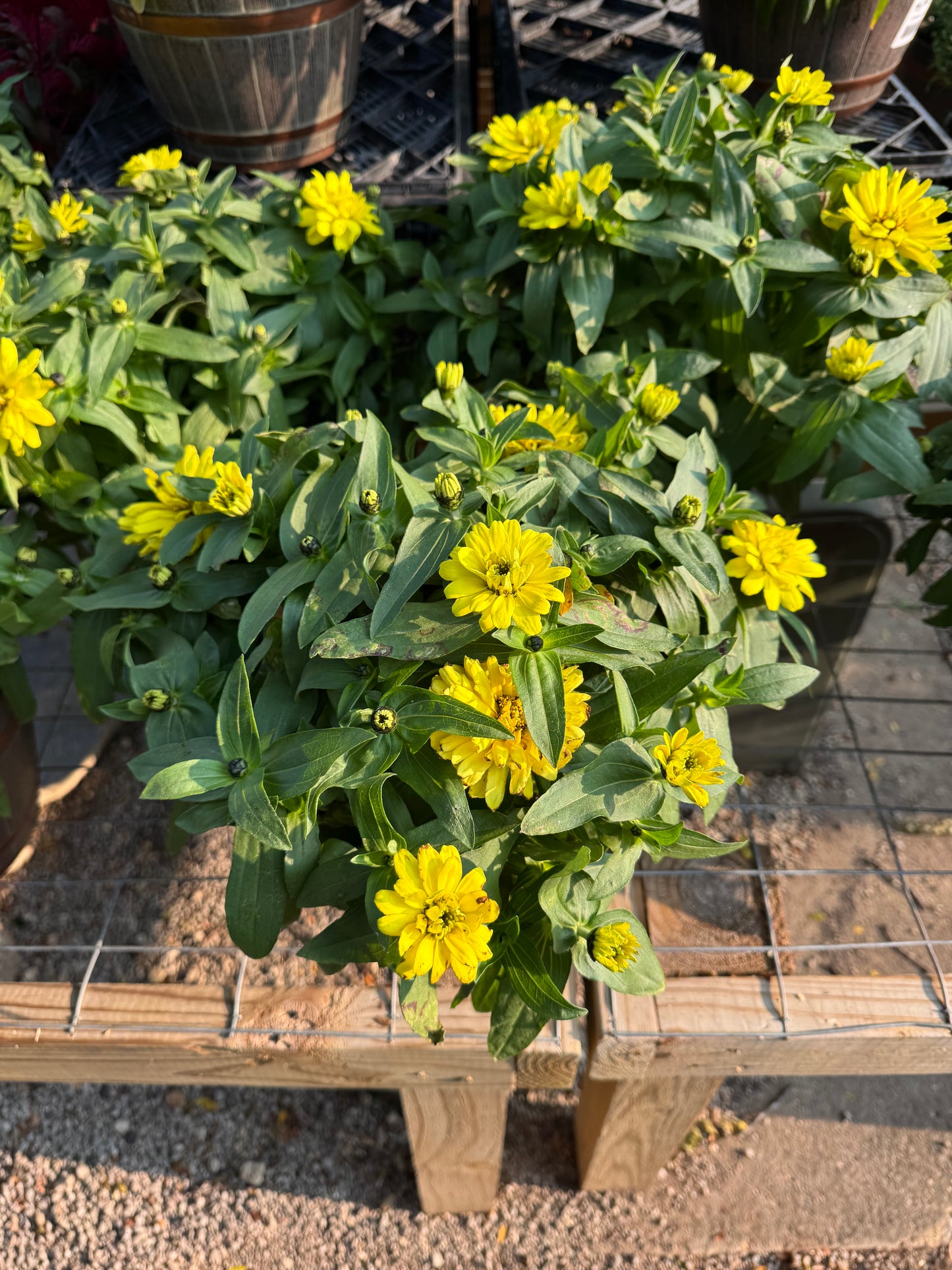 8" Whiskey Barrel Zinnia
