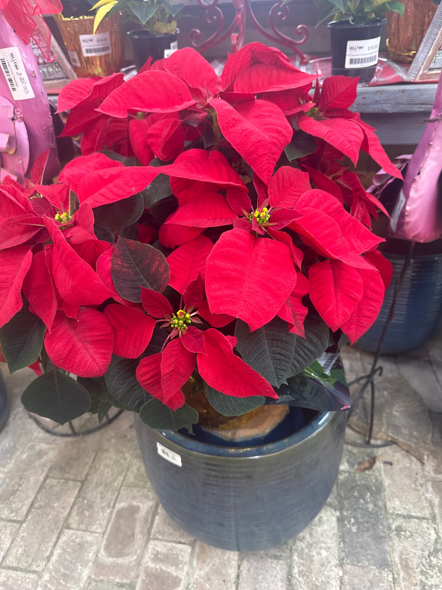 9" Poinsettia Red