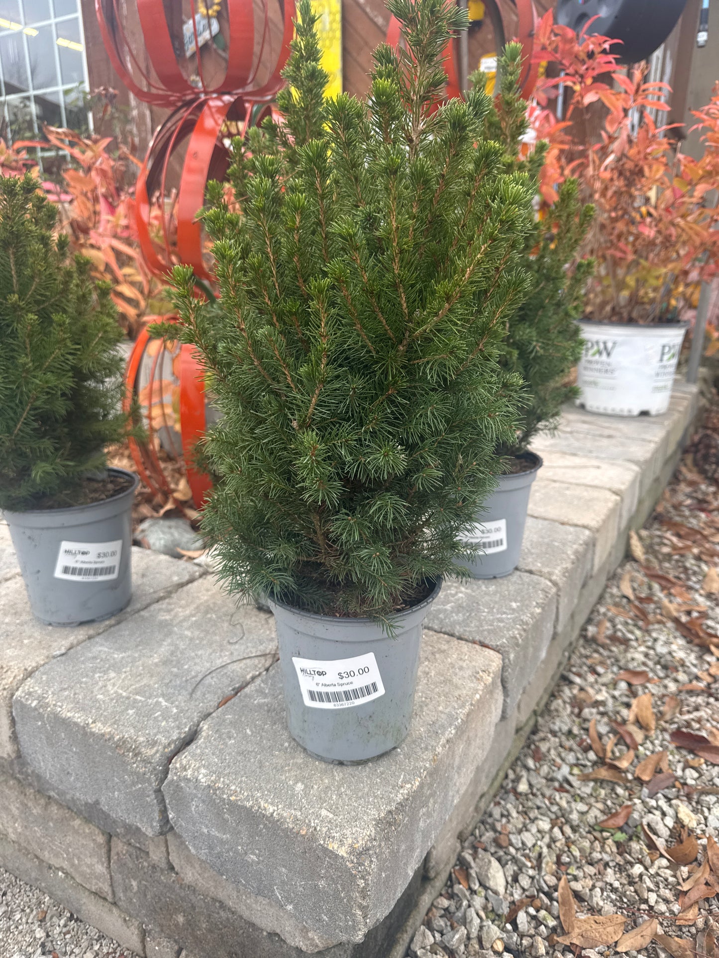 6" Alberta Spruce