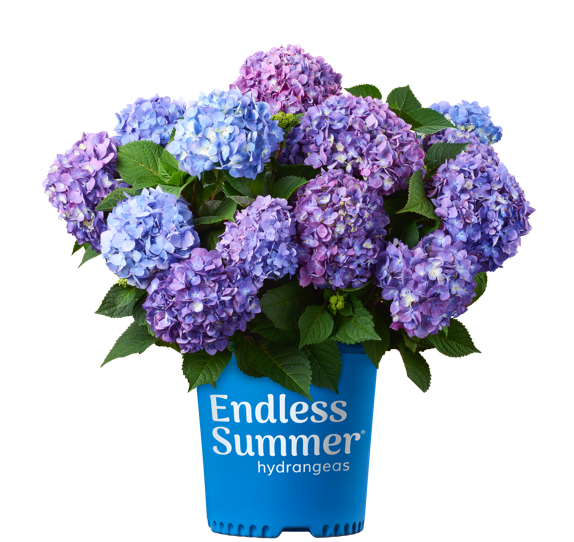 Hydrangea Endless Bloom Struck