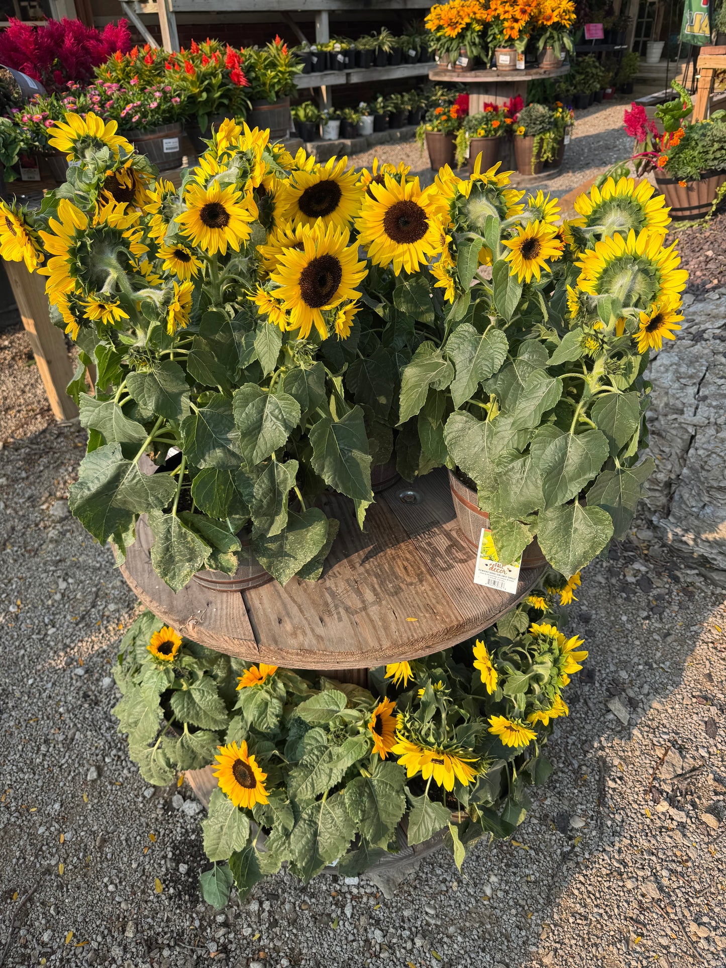 8" Whiskey Barrel Sunflower