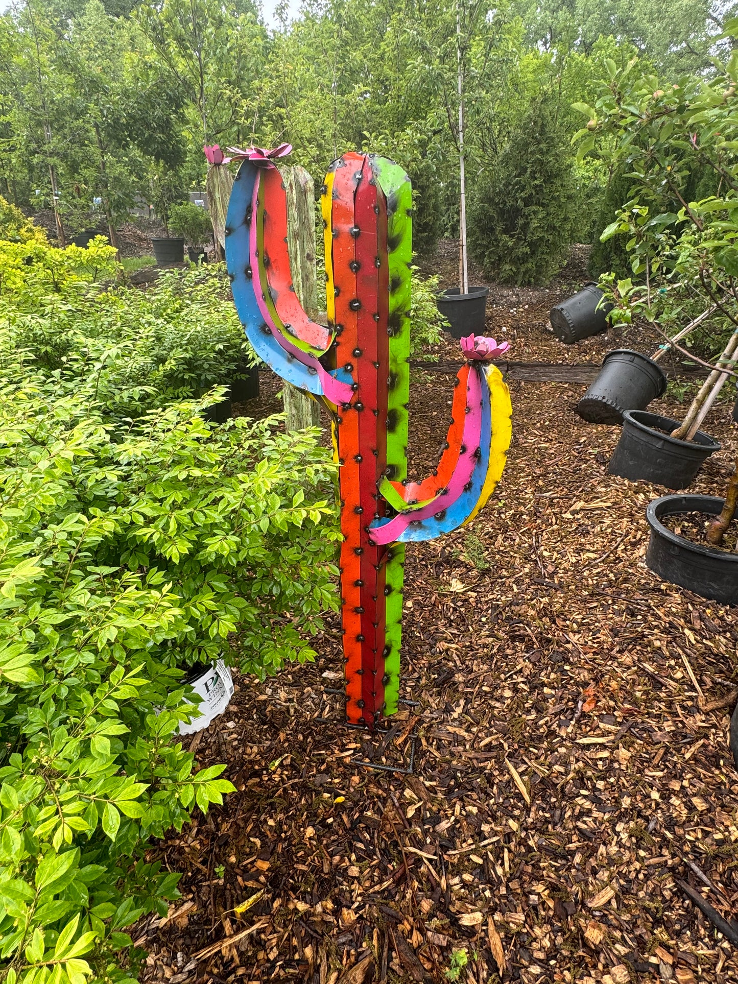 L Rainbow Cactus