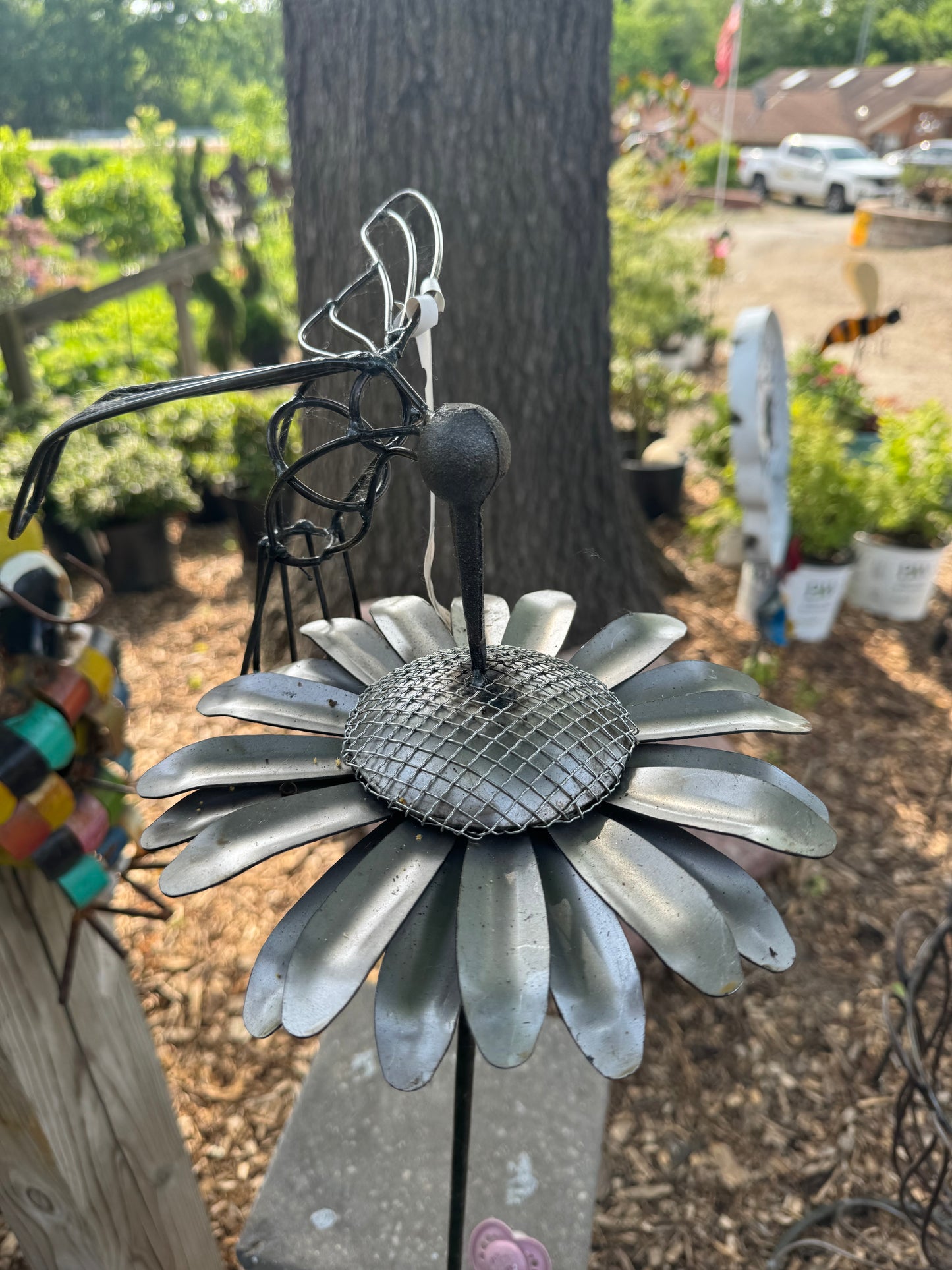 Hummingbird Sunflower