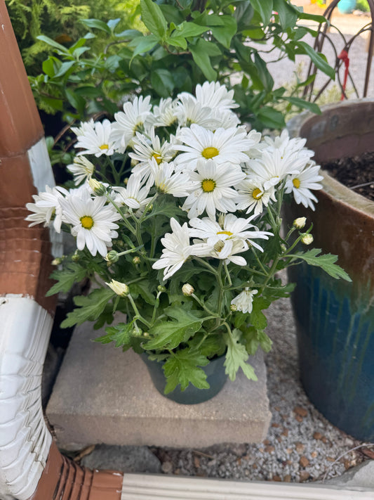 6.5" Spring Mum