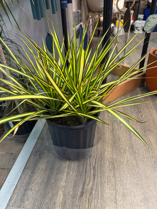 8" Fatsia Green