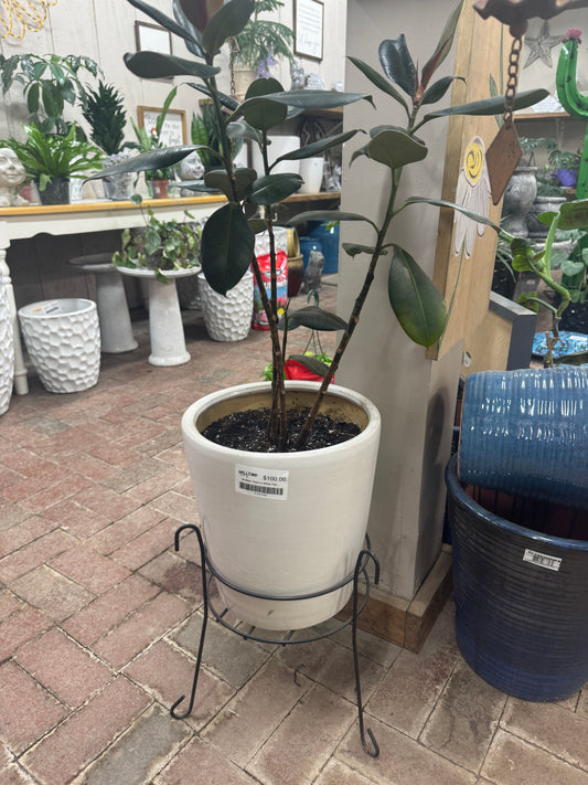 Rubber Plant in White Pot