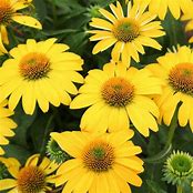 Echinacea Sombrero 'Lemon Yellow' #1