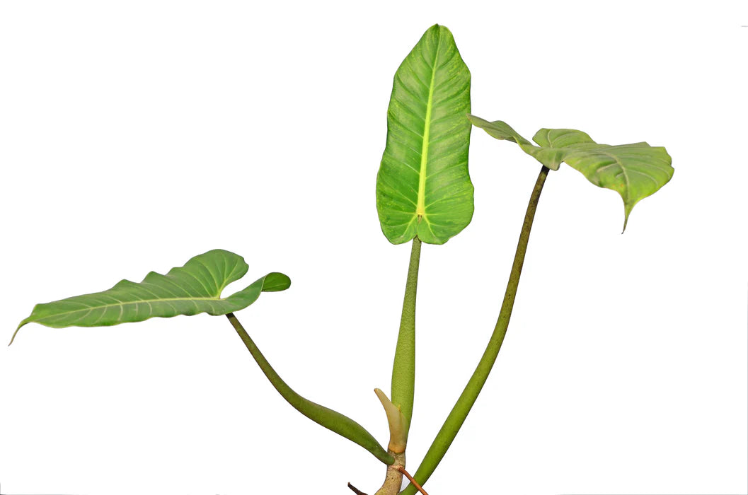 Philodendron Deflexum