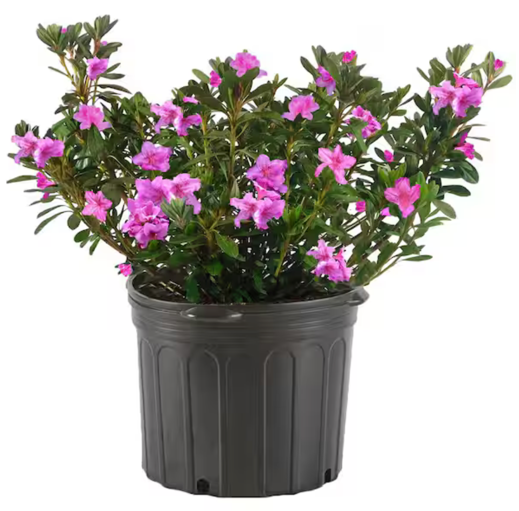 Azalea Bloom-A-Thon Lavender