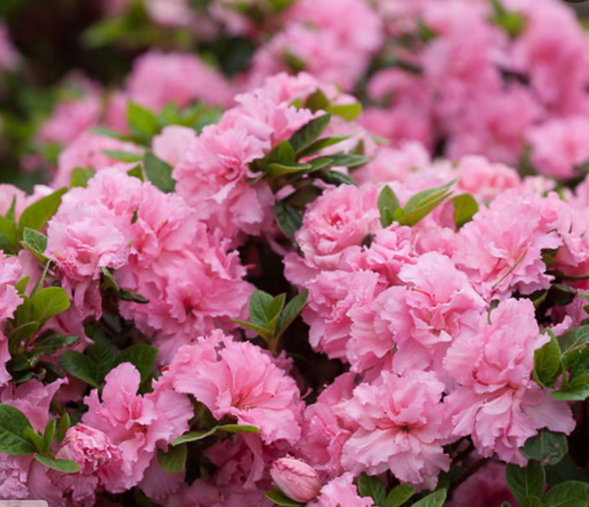 Azalea Bloom-A-Thon Double Pink