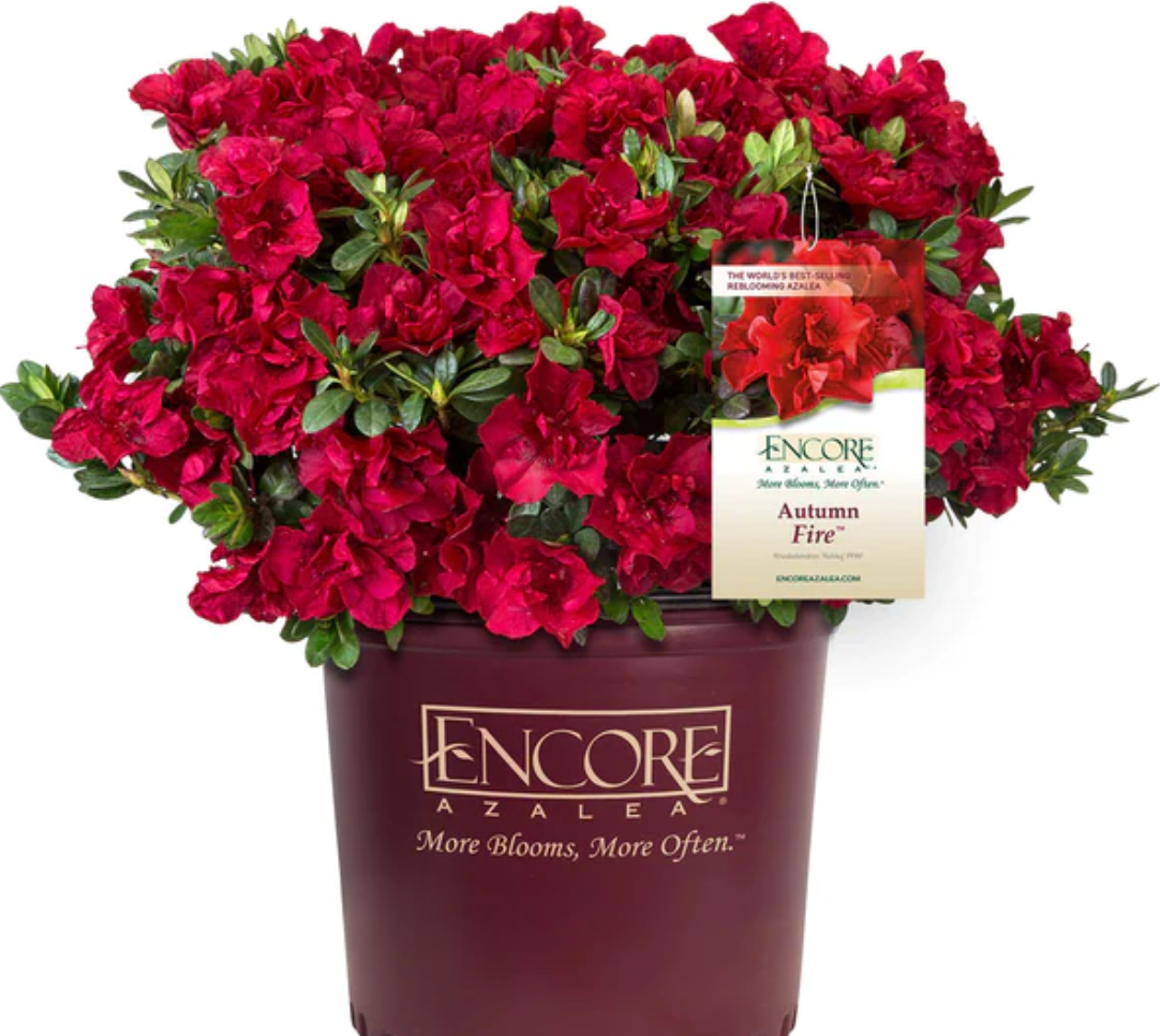 Encore Azalea Fire