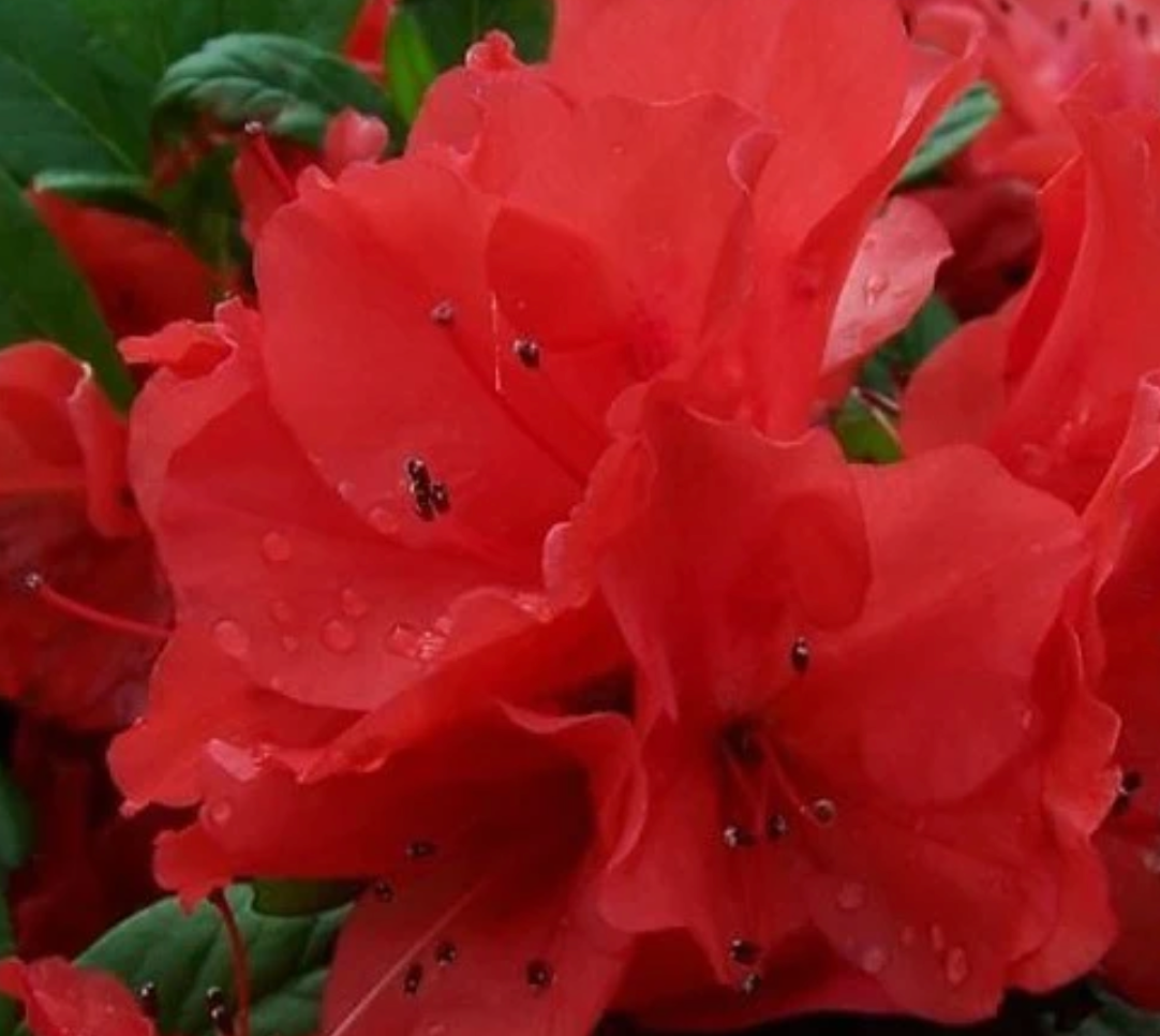 Encore Azalea Sunset