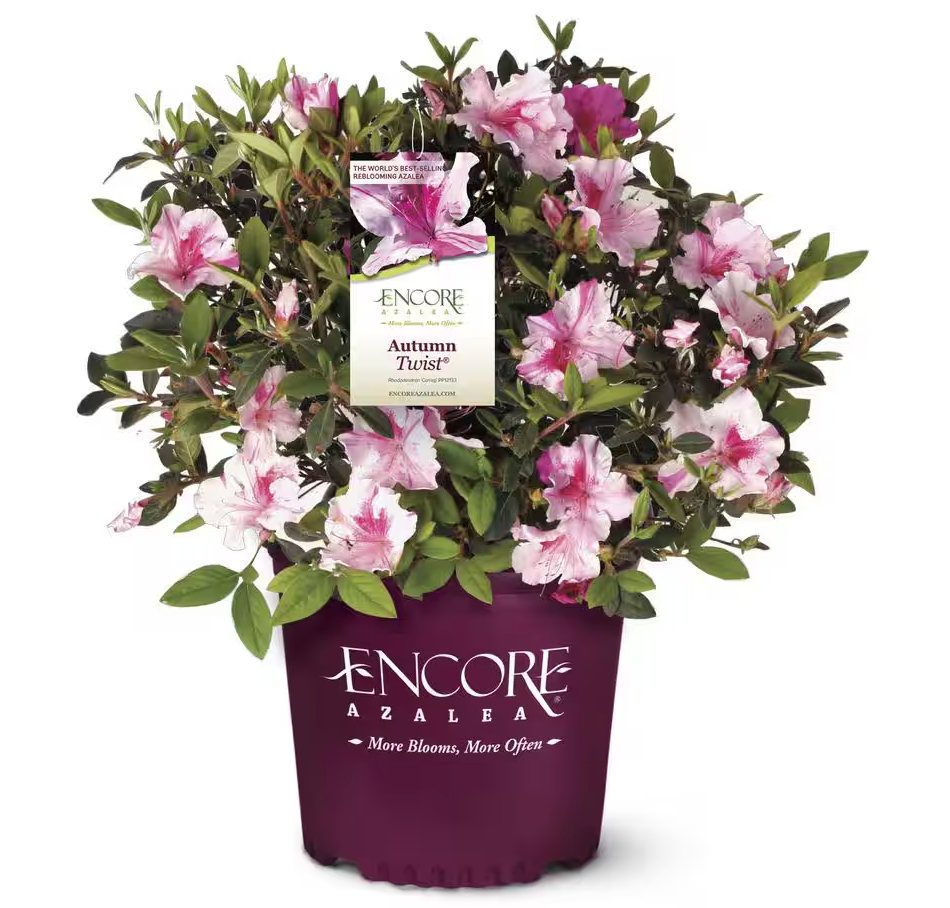 Encore Azalea Twist
