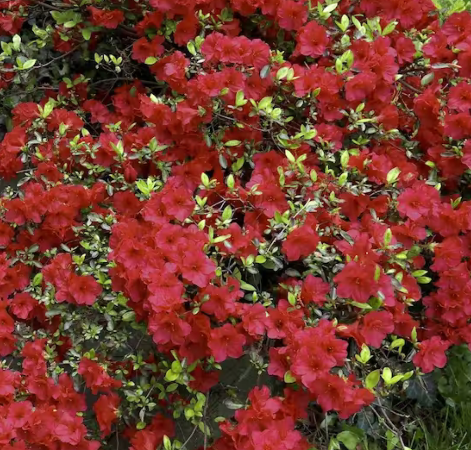 Girard Azalea Crimson Rose