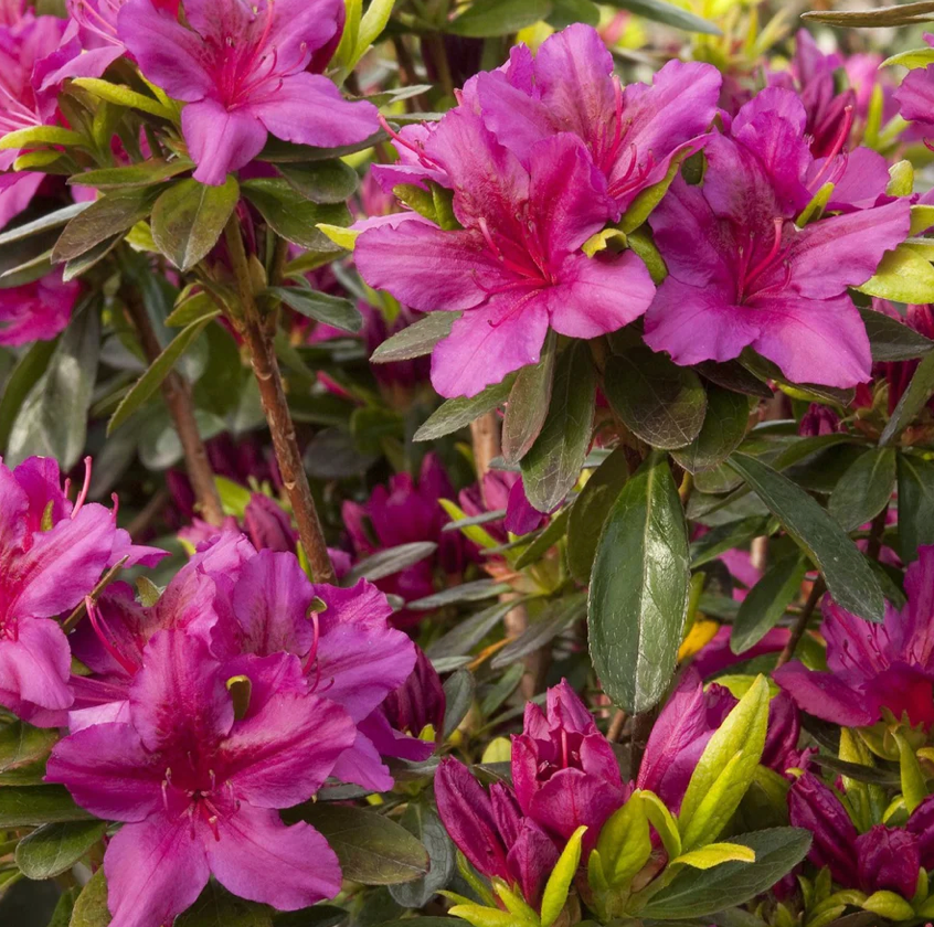 Girard Azalea Fuchsia
