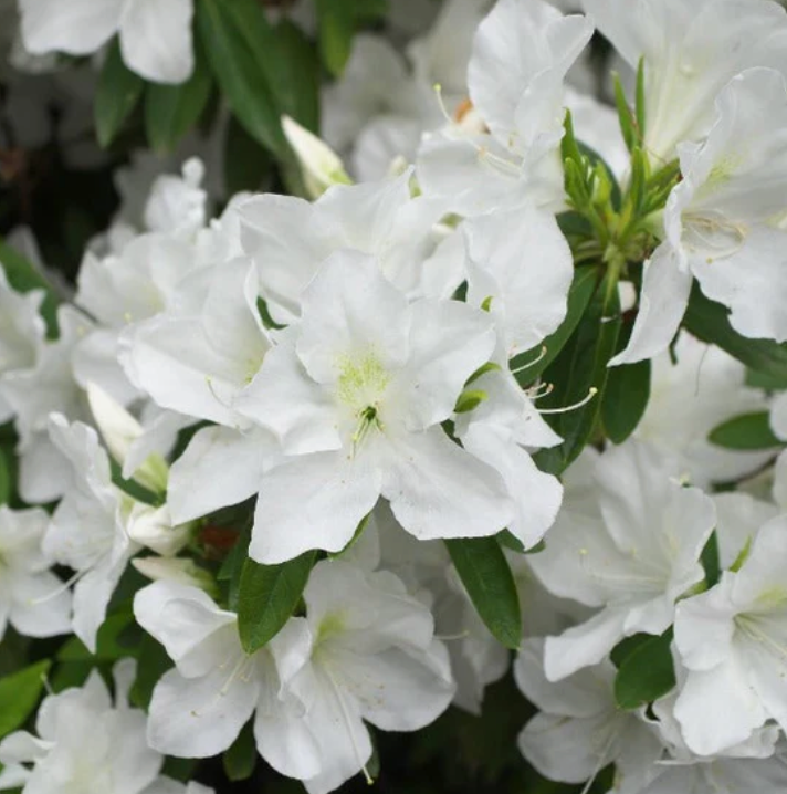 Girard Azalea Pleasant