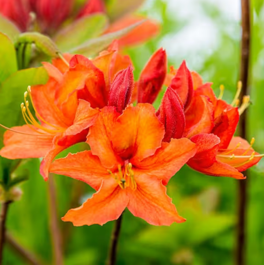 Azalea Mandarin
