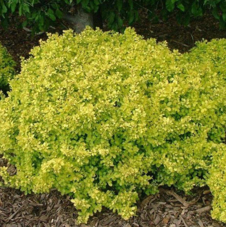 Barberry Bonanza Gold