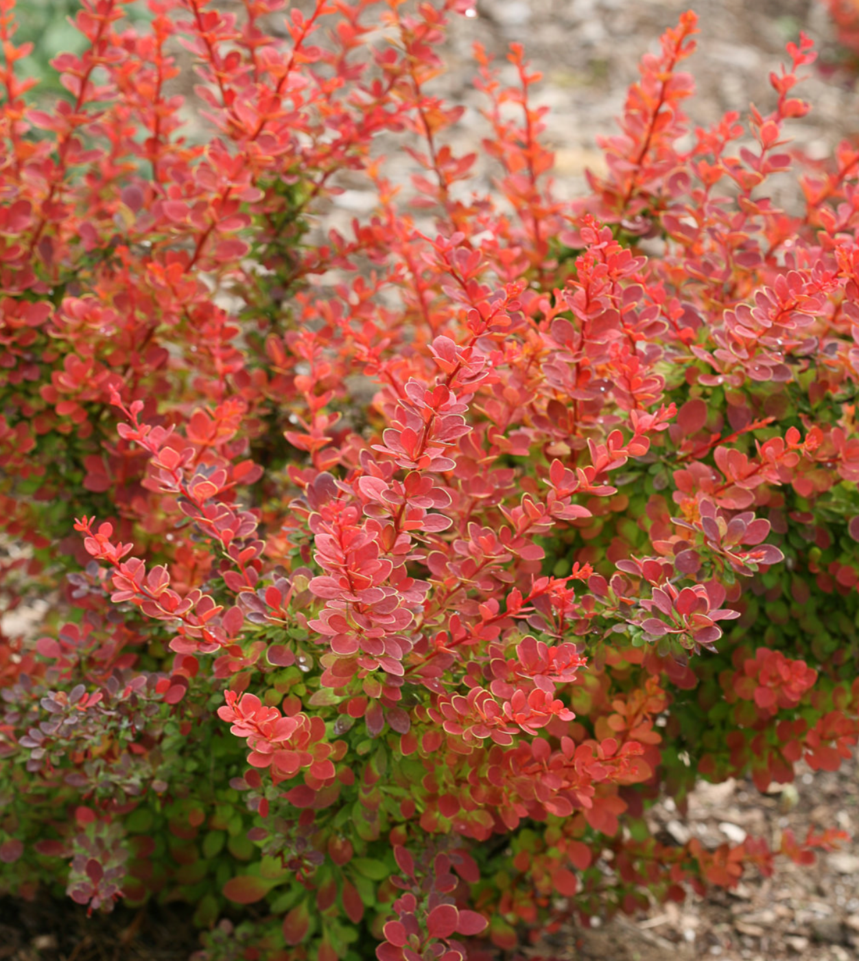 Barberry Sunjoy Cinnamon
