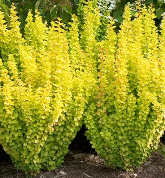 Barberry Gold Pillar