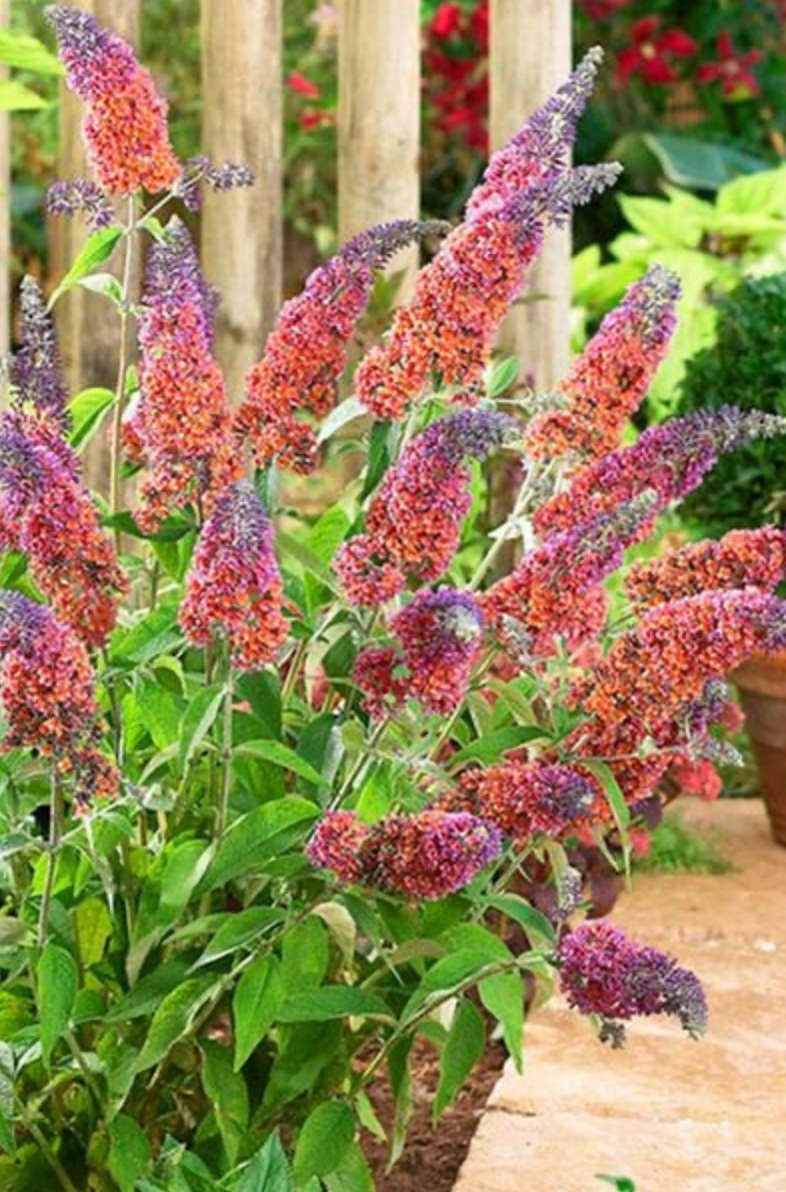 Butterfly Bush Bi-Color