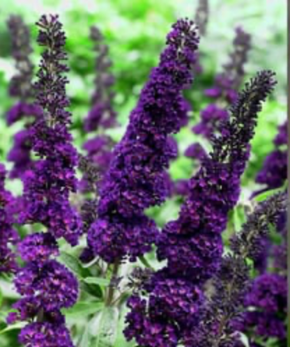 Butterfly Bush Black Knight