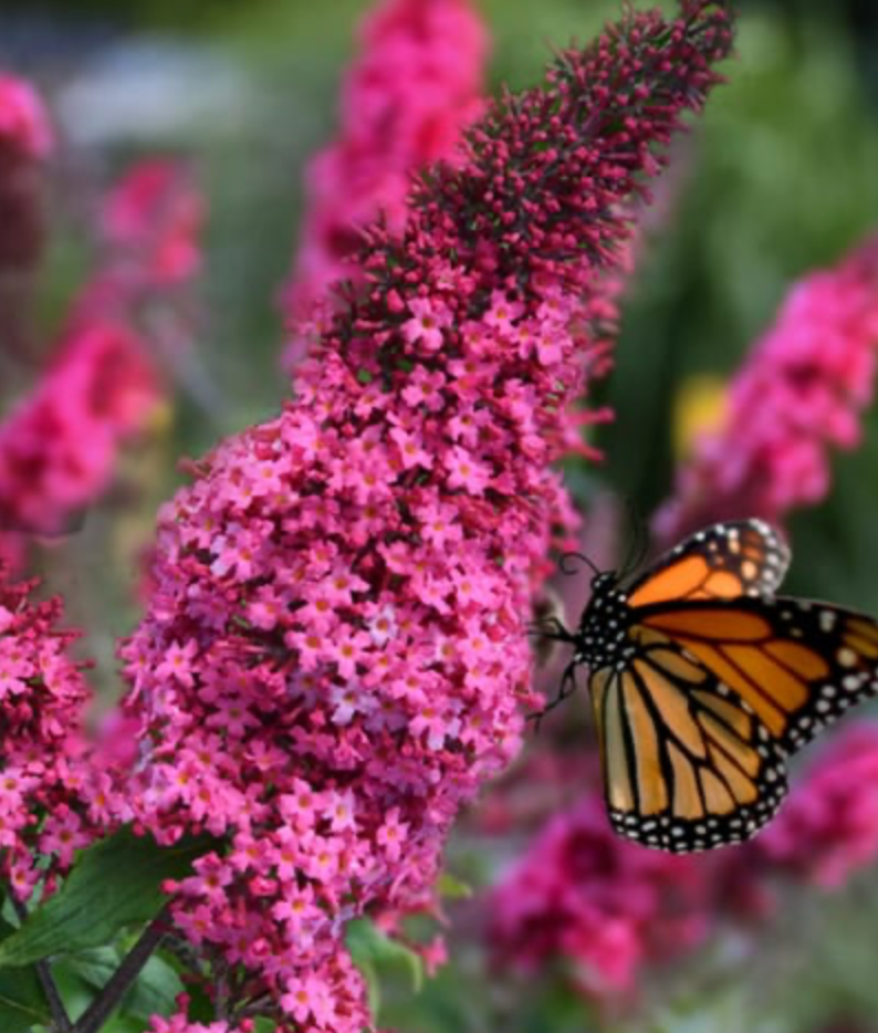 Butterfly Bush Prince Charming