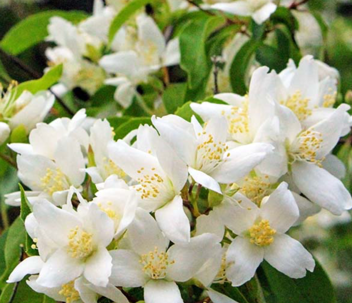 Mock Orange Hydrangea